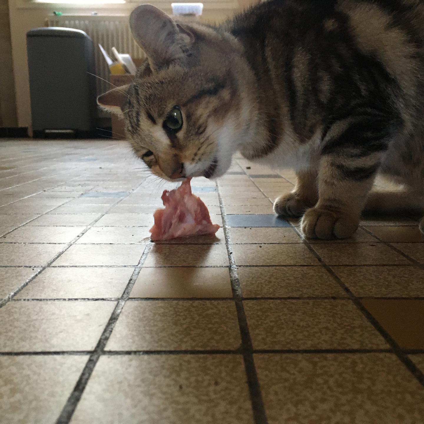 Chat en train de manger de la viande